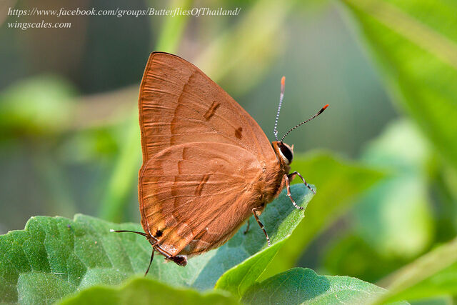 Rapala pheretima petosiris
