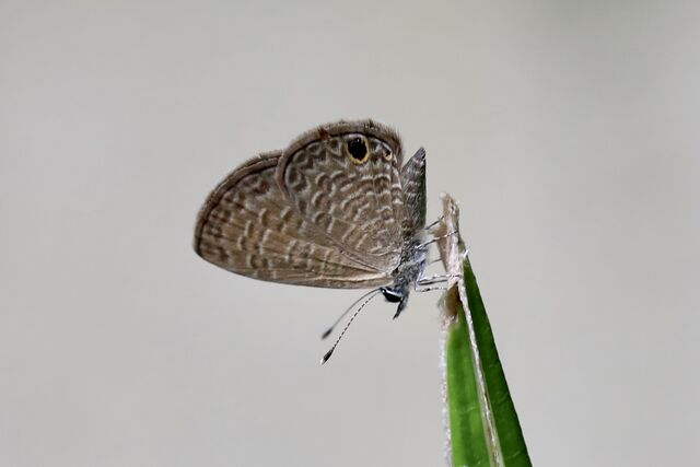 Prosotas dubiosa indica