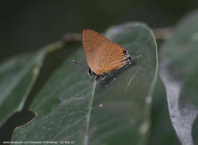 Rapala dieneces dieneces