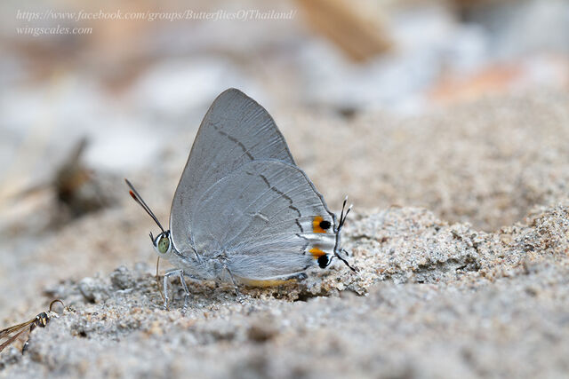 Ancema blanka minturna