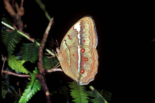 Stichophthalma godfreyi