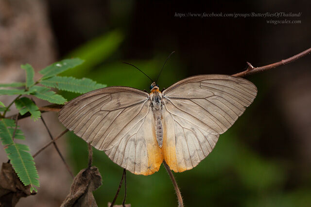 Melanocyma faunula kimurai