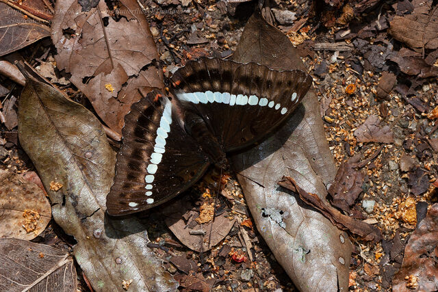 Euthalia monilis monilis