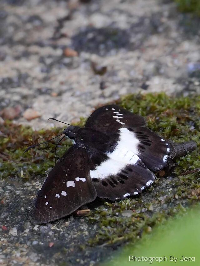 Seseria sambara indosinica