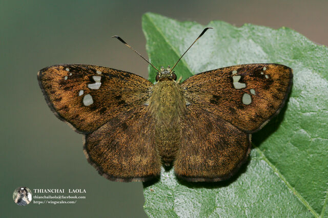 Pseudocoladenia fabia