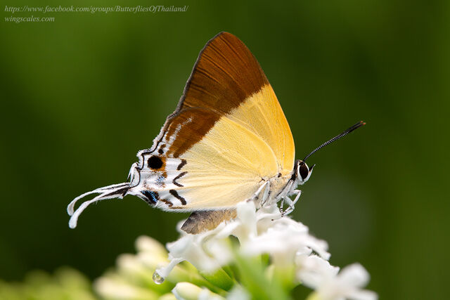 Charana mandarina splendida