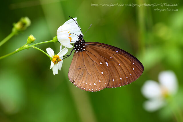 Euploea tulliolus ledereri