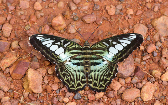 Parthenos sylvia sylla
