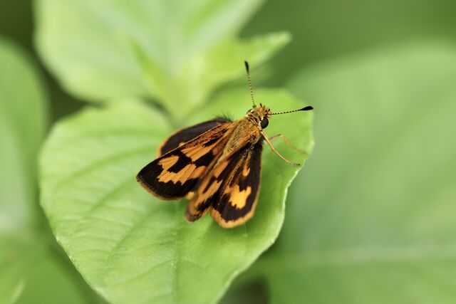 Taractrocera archias quinta