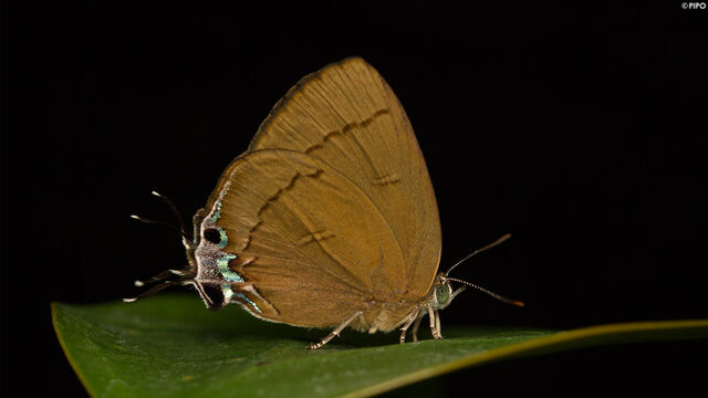 Remelana jangala travana