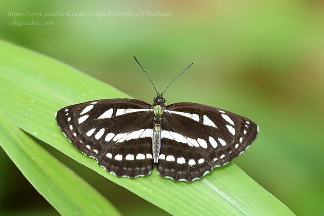 Neptis sappho astola