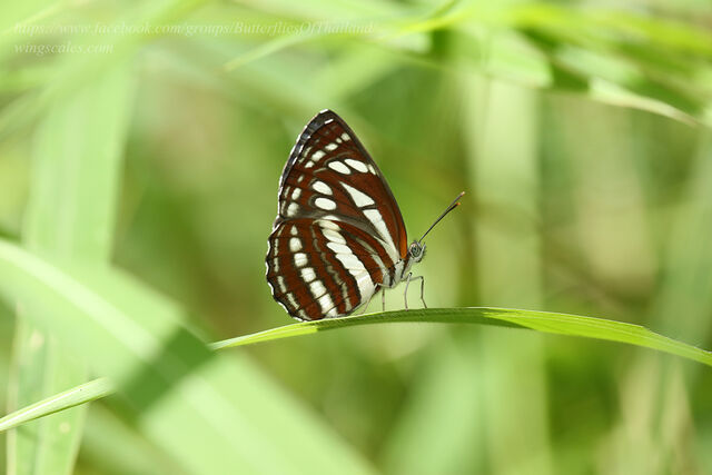 Neptis sappho astola