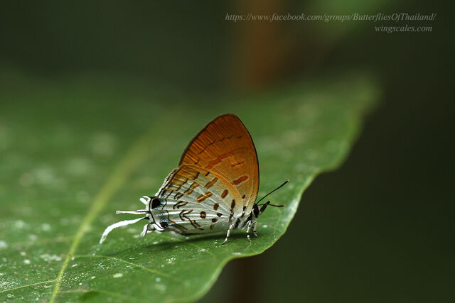 Drupadia ravindra boisduvalii