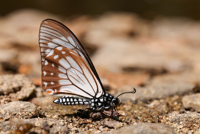 Papilio epycides hypochra