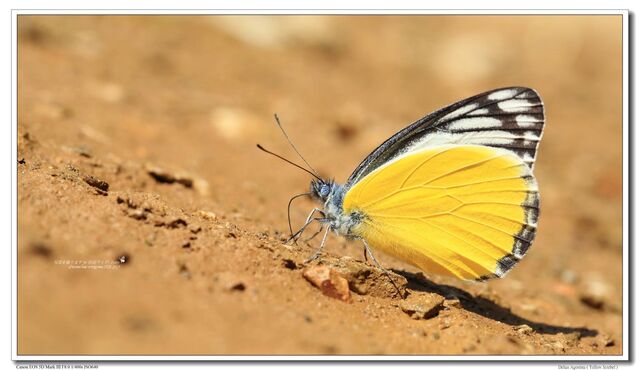 Delias agostina agostina