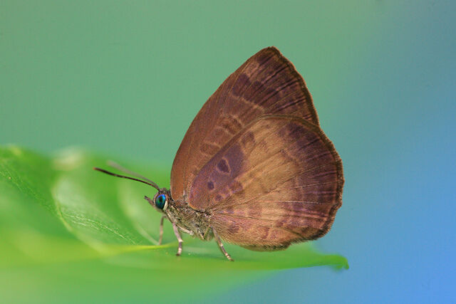 Arhopala perimuta perimuta
