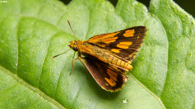 Ampittia dioscorides camertes