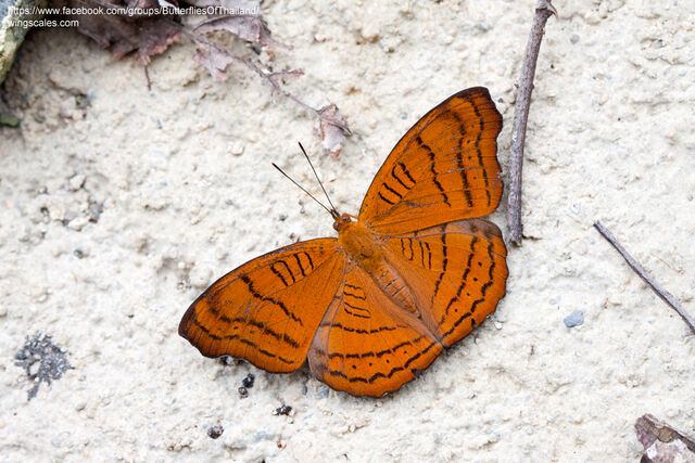 Pseudergolis wedah wedah