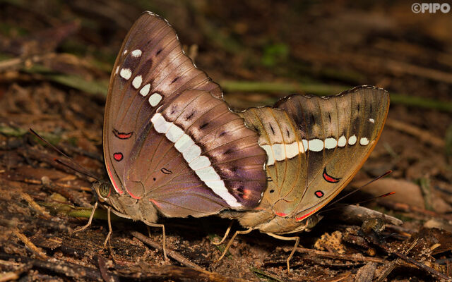 Euthalia monilis monilis