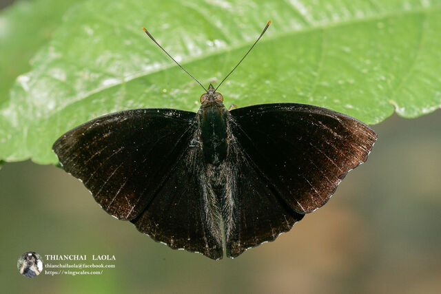 Rohana parisatis pseudosiamensis