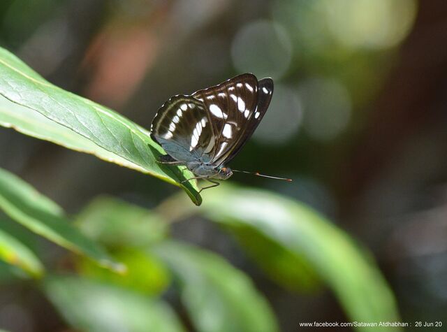 Athyma clerica clerica