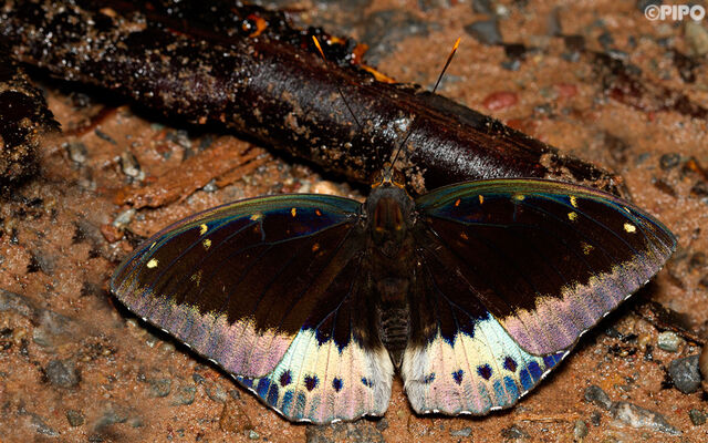 Lexias pardalis jadeitina