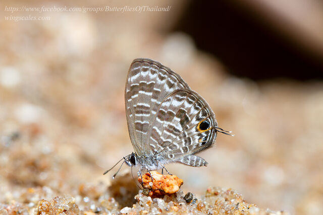 Prosotas aluta coelestis