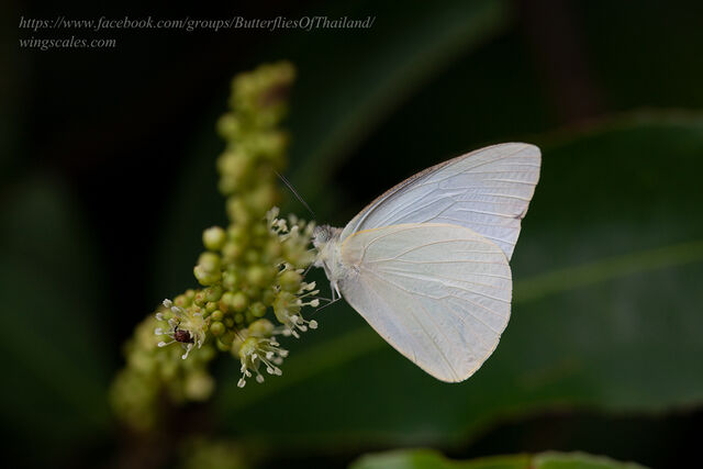 Appias albina darada