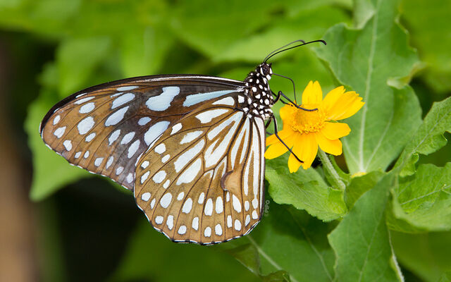 Tirumala limniace limniace