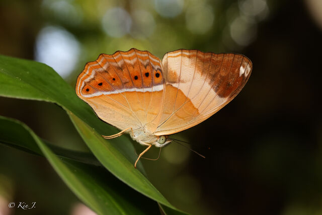 Cirrochroa orissa orissa
