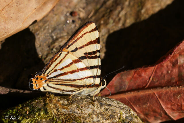 Dodona adonira learmondi