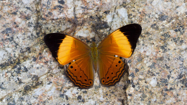Cirrochroa orissa orissa