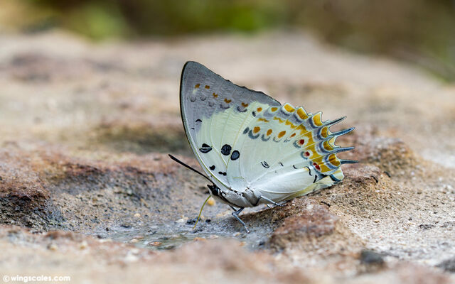 Polyura delphis delphis