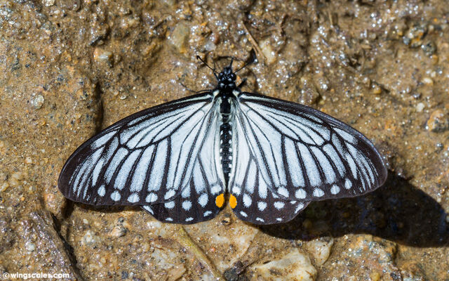 Papilio epycides hypochra