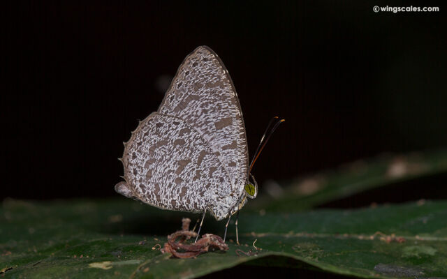 Allotinus horsfieldi permagnus