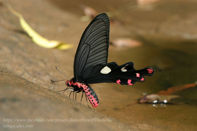 Byasa dasarada barata