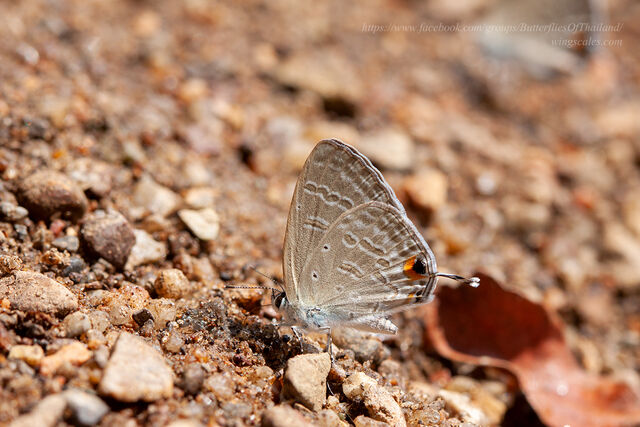 Catochrysops strabo strabo
