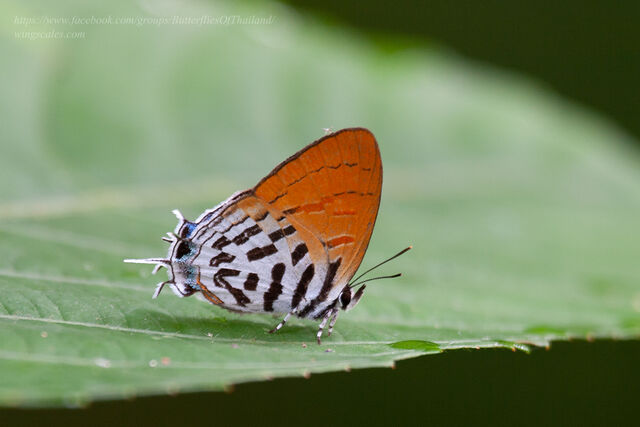 Drupadia ravindra moorei