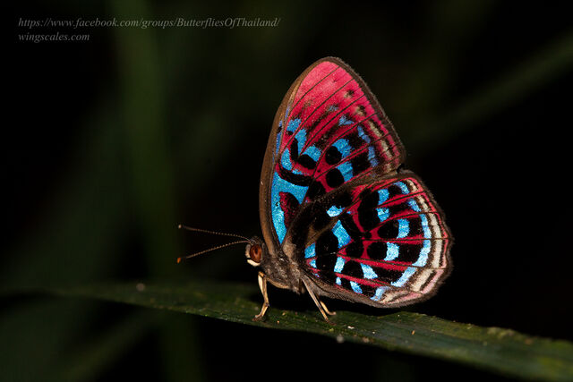 Paralaxita damajanti damajanti