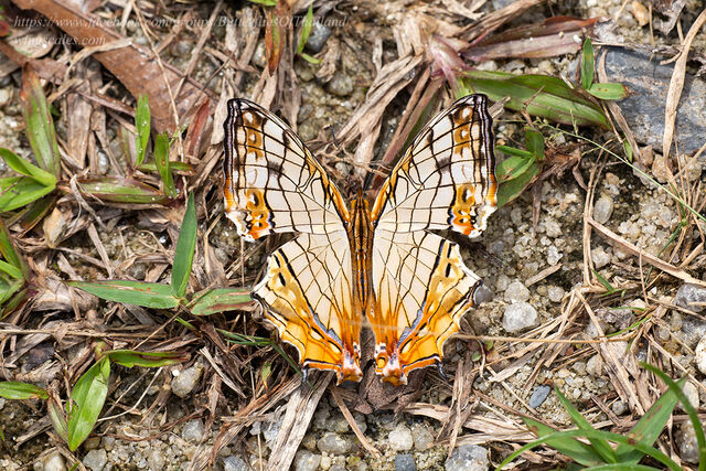 Cyrestis thyodamas thyodamas