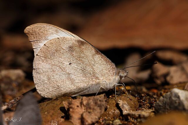 Appias lalassis lalassis