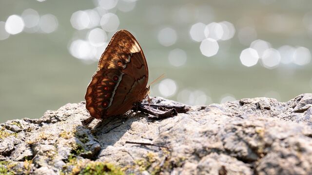 Stichophthalma godfreyi