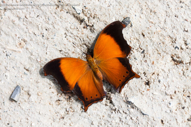 Rhinopalpa polynice eudoxia