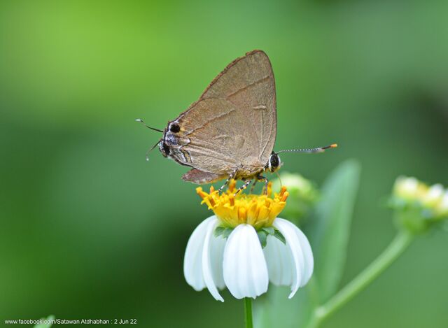 Rapala dieneces dieneces