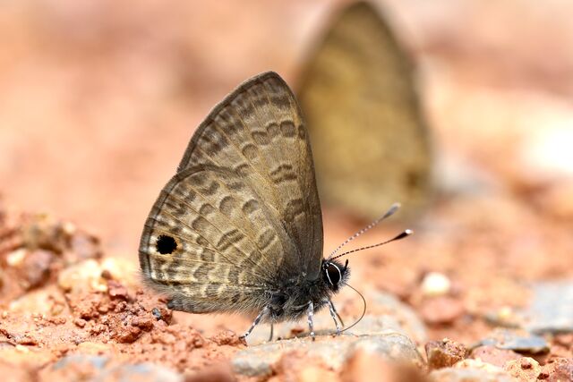 Prosotas gracilis ni