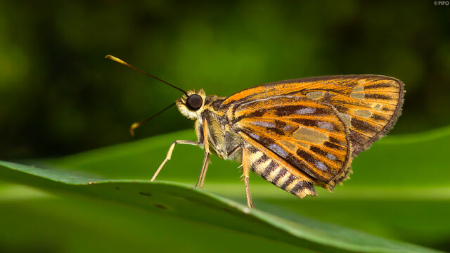 Pyroneura margherita miriam