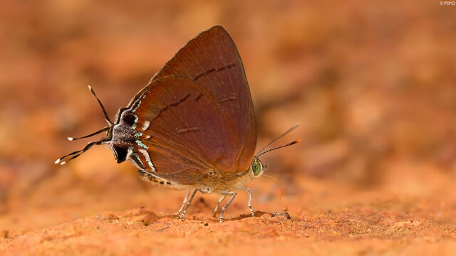 Remelana jangala ravata