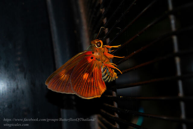 Burara etelka etelka