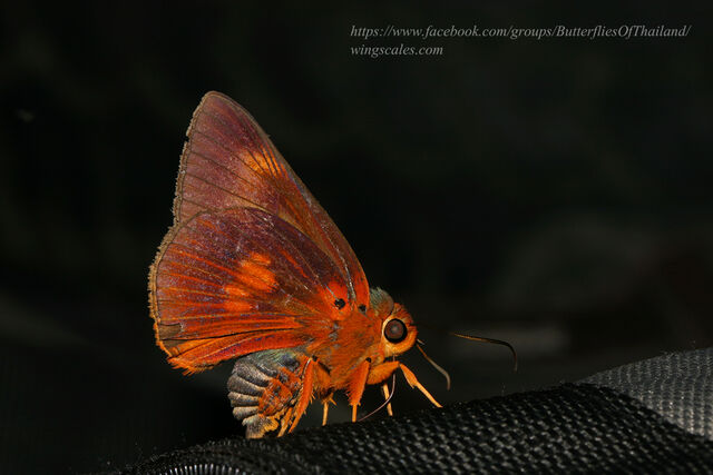 Burara etelka etelka