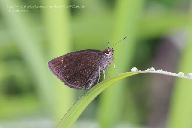 Astictopterus jama olivascens